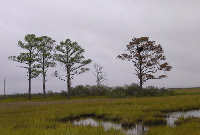 Marsh and hommock.  Dorchester County, Maryland
