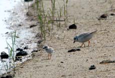 Piping plover