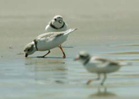 From Box 1in Section A. Piping Plovers feeding along  the  beach below the high water mark. Photo Source: USFWS, New Jersey Field Office, Gene Nieminen, 2006.
