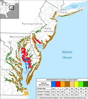 Figure 4.4.  Key finding of Chapter 4:  Will wetlands keep pace with rising sea level or convert to open water?