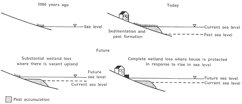 Figure 3. Devolution of marsh as sea rises.