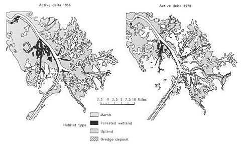 Figure 8. Wetland loss at the mouth of the Mississippi river.