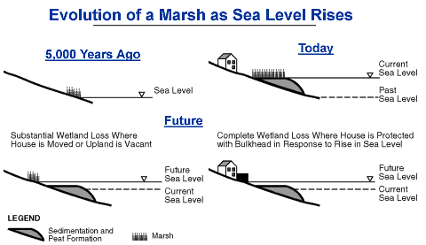 Evolution of a Marsh as Sea Level Rises