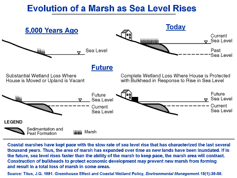 This graphic shows how sedimentation and peat formation have allowed marshes to keep pace with the slow rate of sea level rise that has characterized the past several thousand years. A pair of images show a small marsh 5,000 years ago that has kept pace with sea level rise and is today a larger marsh with a deep layer of sediment and peat. Another pair of images shows what might happen to this marsh if 1) the pace of sea level rise exceeds the pace of sediment and peat formation (the area of the marsh contracts) or 2) if bulkheads are constructed to protect coastal property (this prevents new marsh from forming and may completely eliminate the marsh).